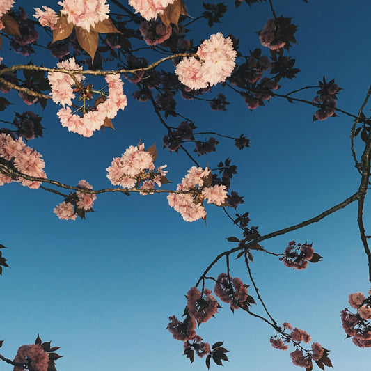 Sakura Blossoms TA#0001