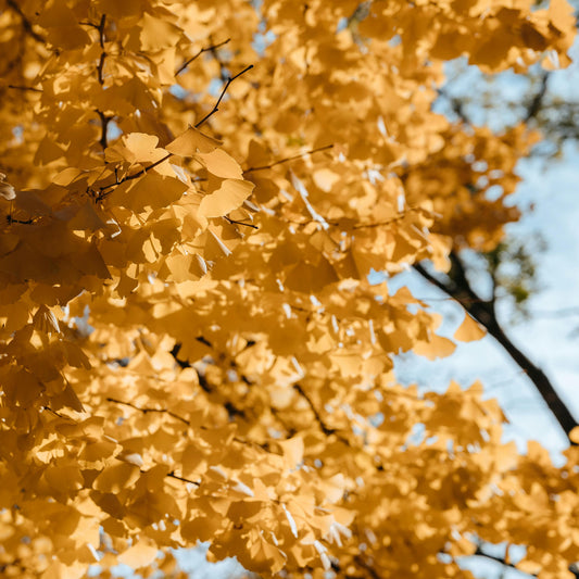 Tree with yellow leaves against a blue sky