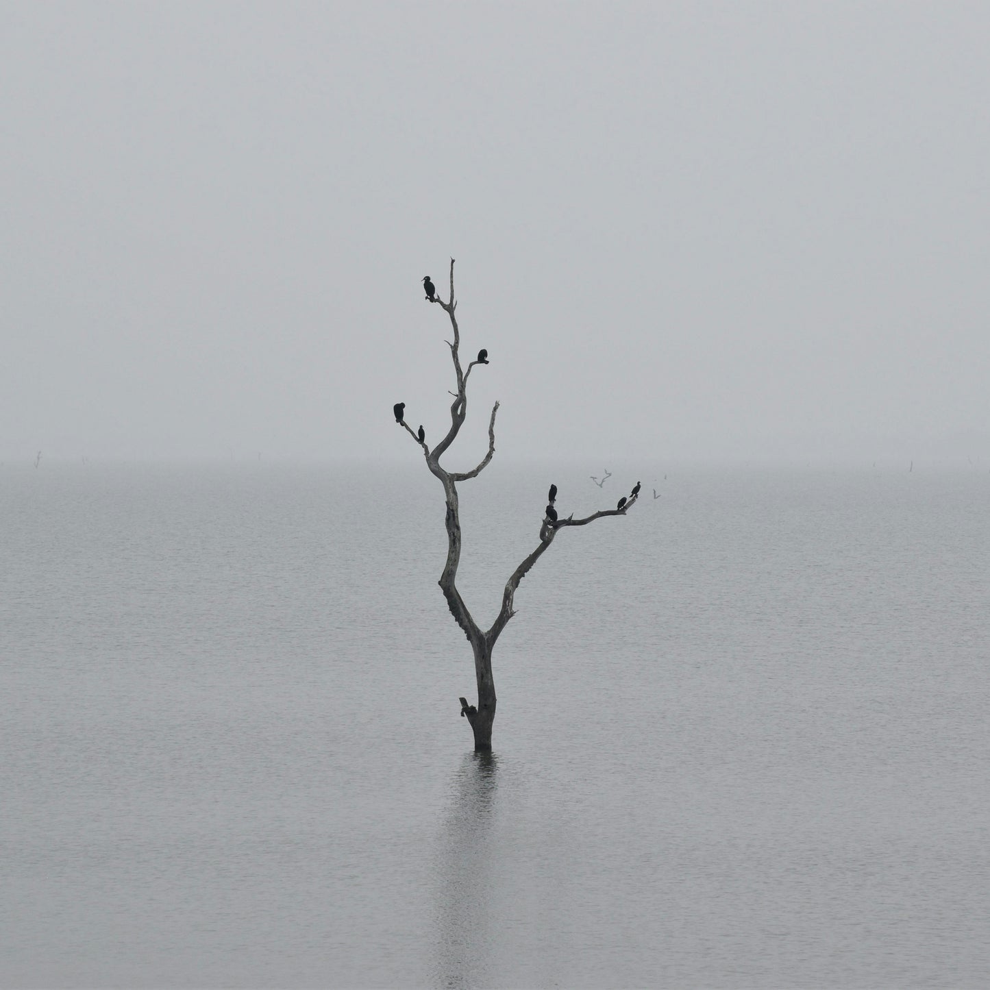 Dead tree in a foggy lake with birds perched on it