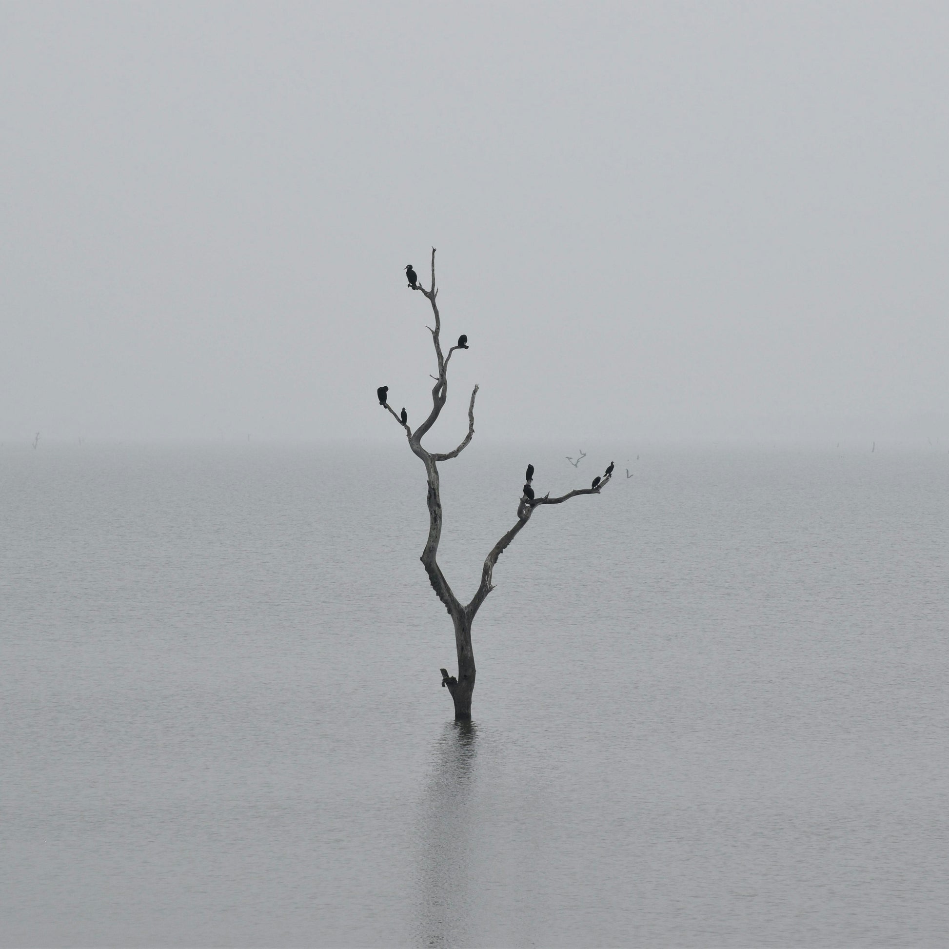 Dead tree in a foggy lake with birds perched on it