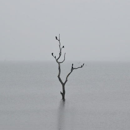 Dead tree in a foggy lake with birds perched on it
