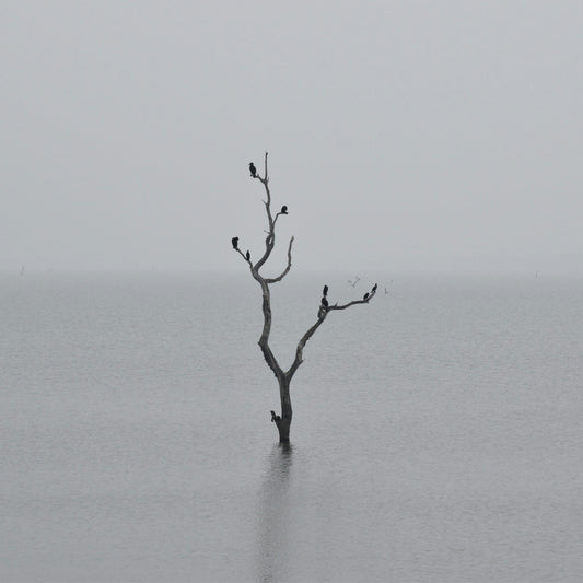 Dead tree in a foggy lake with birds perched on it