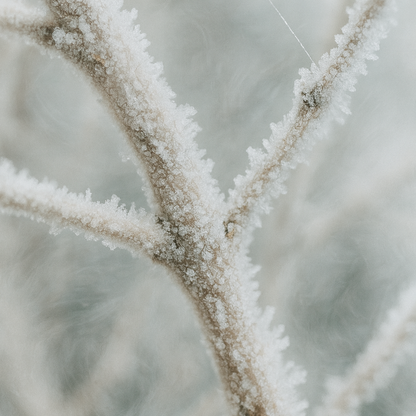 Close-up of frost-covered tree branches against a blurred background