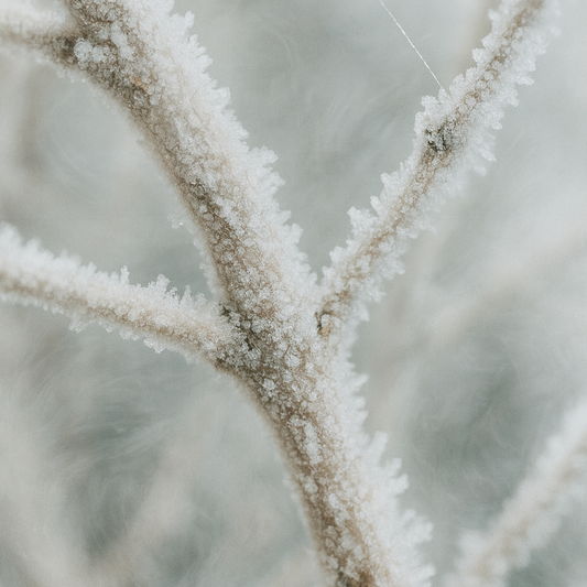 Close-up of frost-covered tree branches against a blurred background