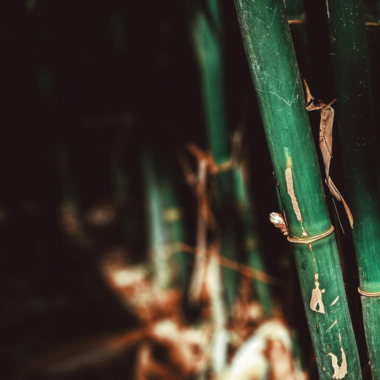 Close-up of green bamboo stalks with a blurred background
